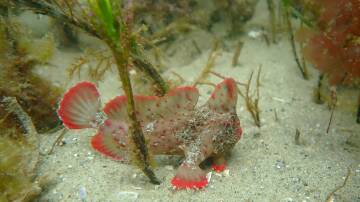 A red handfish that was released back into the wild. Picture by Jemina Stuart-Smith, IMAS.