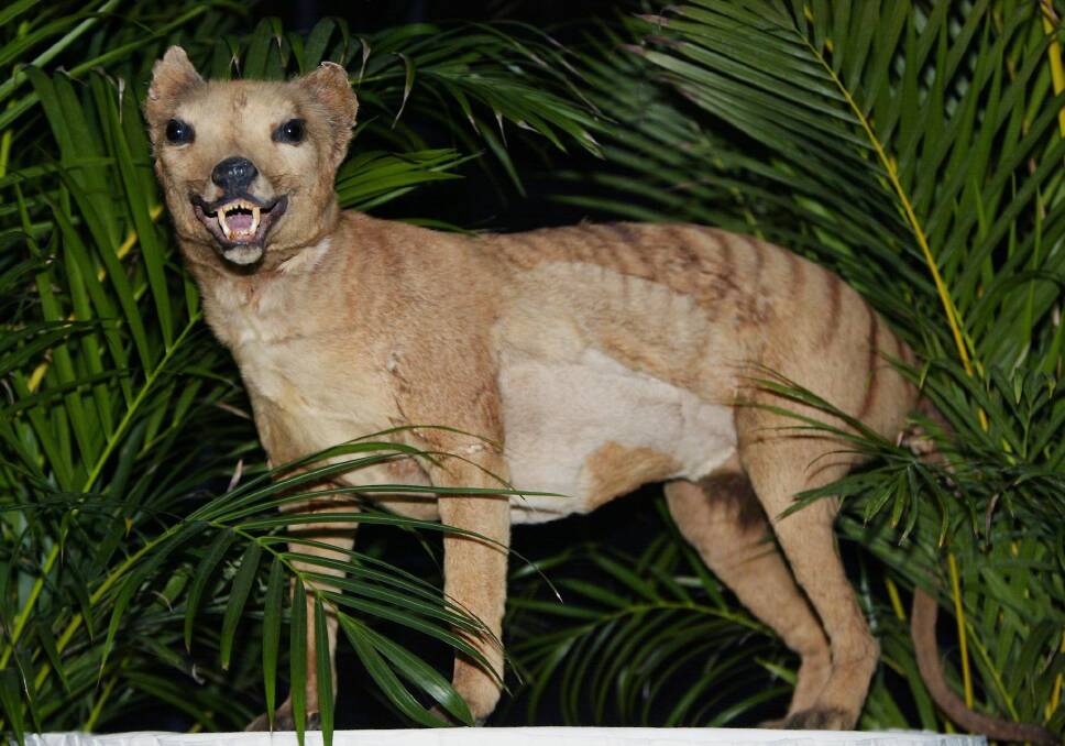 Check terms before going after Tasmanian Tiger