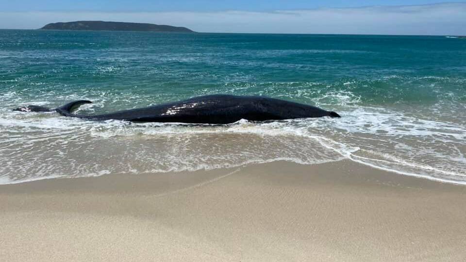 Sperm whale dies after washing up on a Flinders Island beach