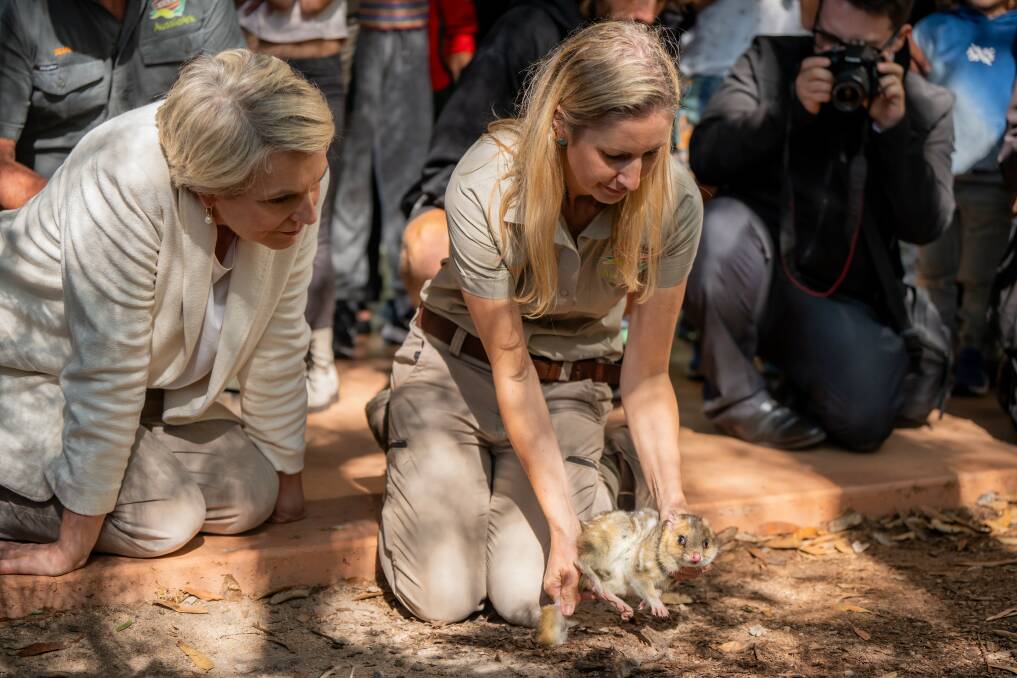 Fedreal Environment Minister Tanya Plibersek and Aussie Ark conservation manager Hayley Shute release an Eastern quoll at Booderee botanic gardens in NSW. Picture by Parks Australia 