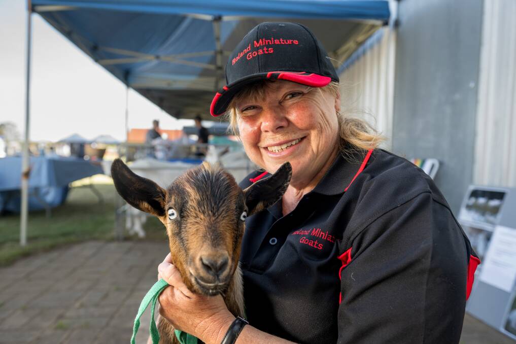 Bronwyn Davies from Roland Miniature Goats, with Phoenix at Goat Fest at the Longford show grounds. Picture by Phillip Biggs. 