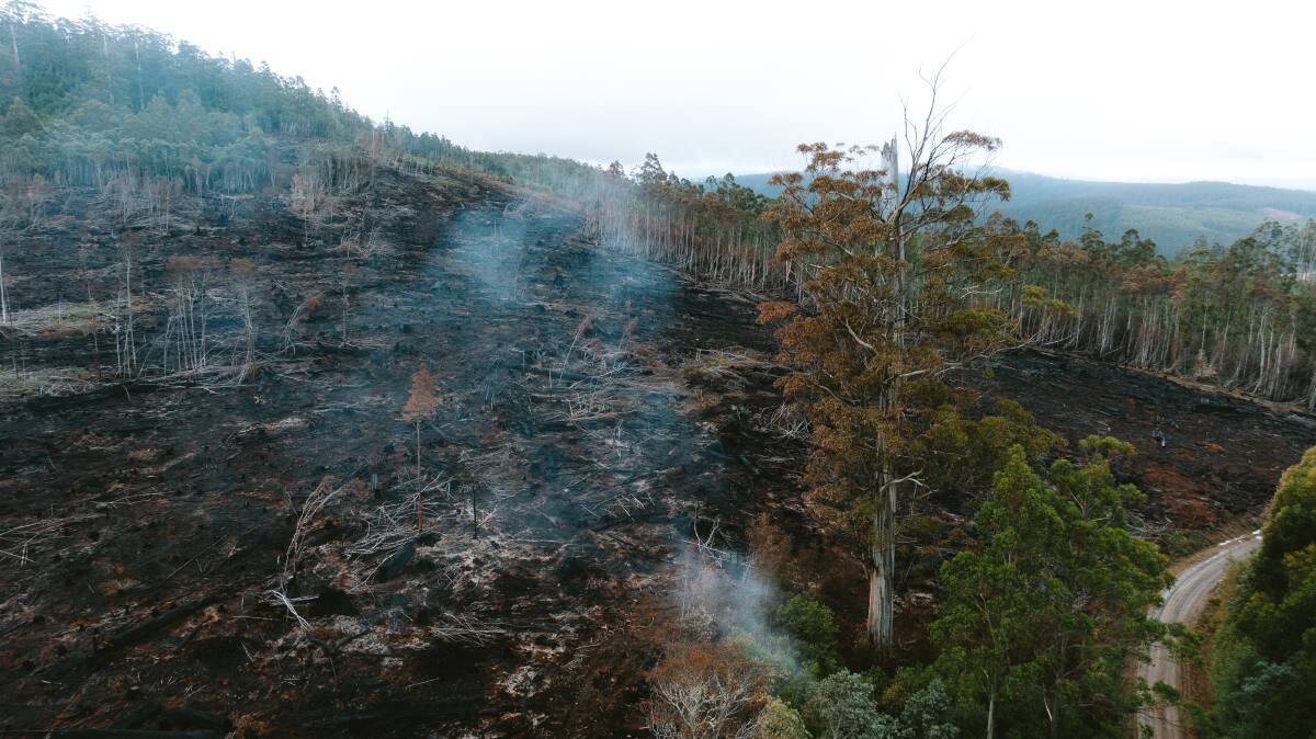A protected mountain ash tree has received fire damage following a recent controlled burn. Picture supplied