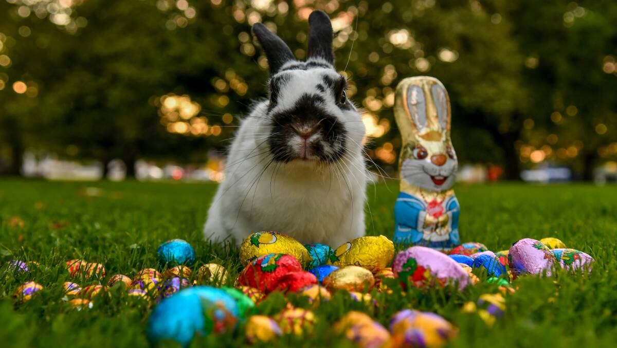 Look after your pets this Easter. Picture by Scott Gelston
