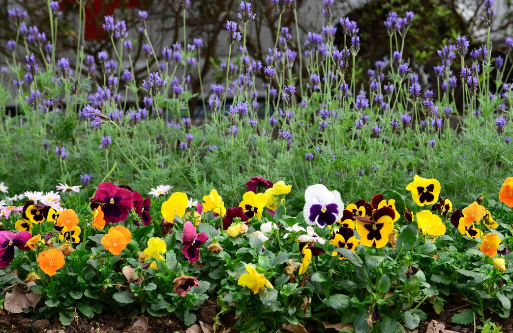 VIVID: The brilliant colours and incredible diversity of pansies makes them a perennial favourite for garden borders.
