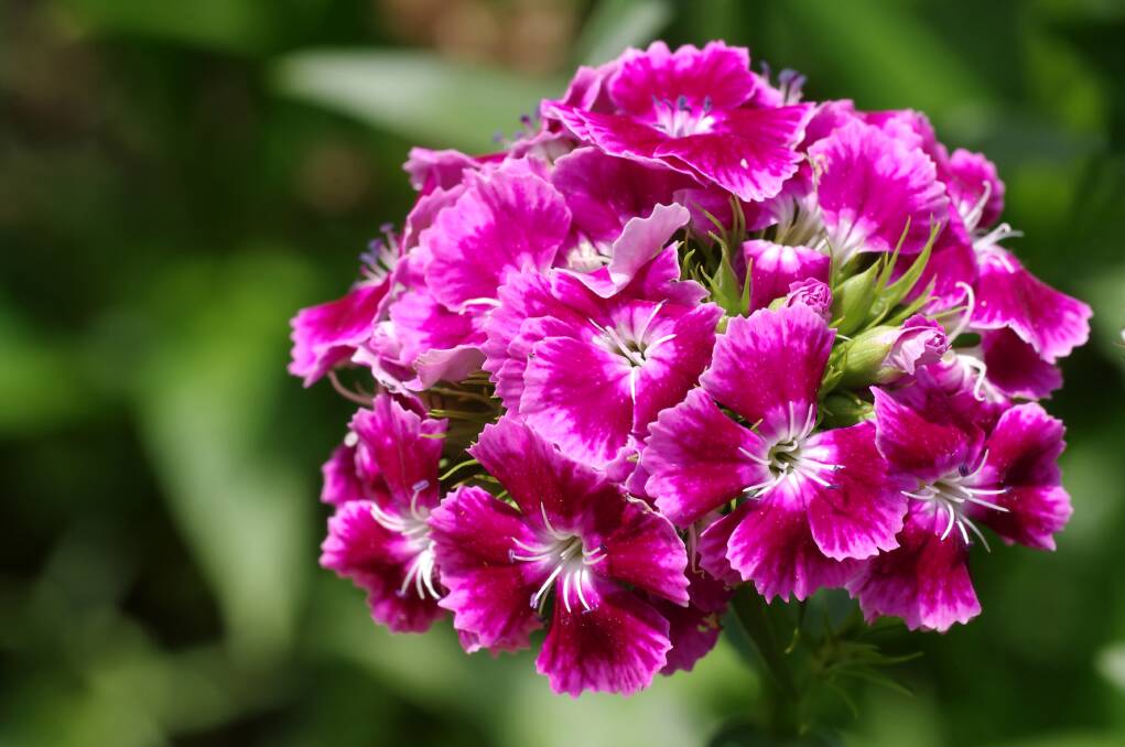 THE SWEETEST THING: Sweet William, named for a saint, is stunning when planted en masse in borders or in containers.