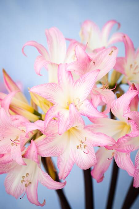 WATER WISE: The main reason amaryllis fails after a couple of years is incorrect care in the early stages. Too much water can be a major problem.