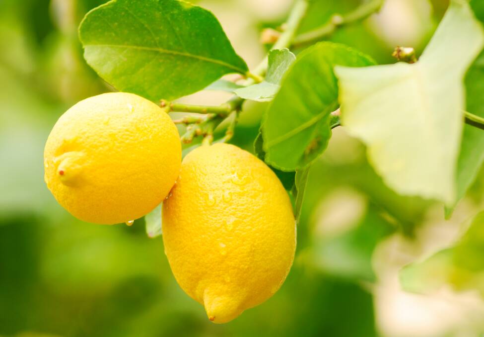 LUSCIOUS LEMONS: Lemon trees are a source of beautiful fruit and visual pleasure with rich green foliage and white flowers.