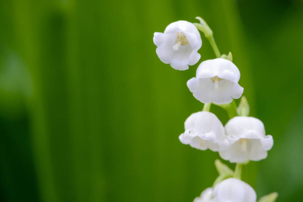 Beautiful lily of the valley deserves a special spot all its own in the garden.