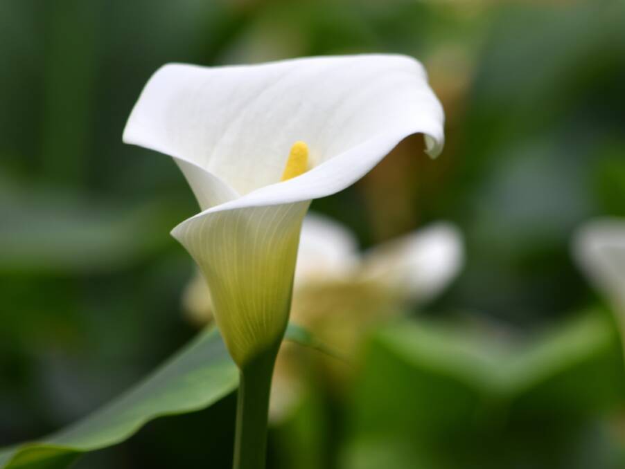 The familiar 'arum' lily is not in fact an arum or a lily but has come to be commonly recognised by this name.