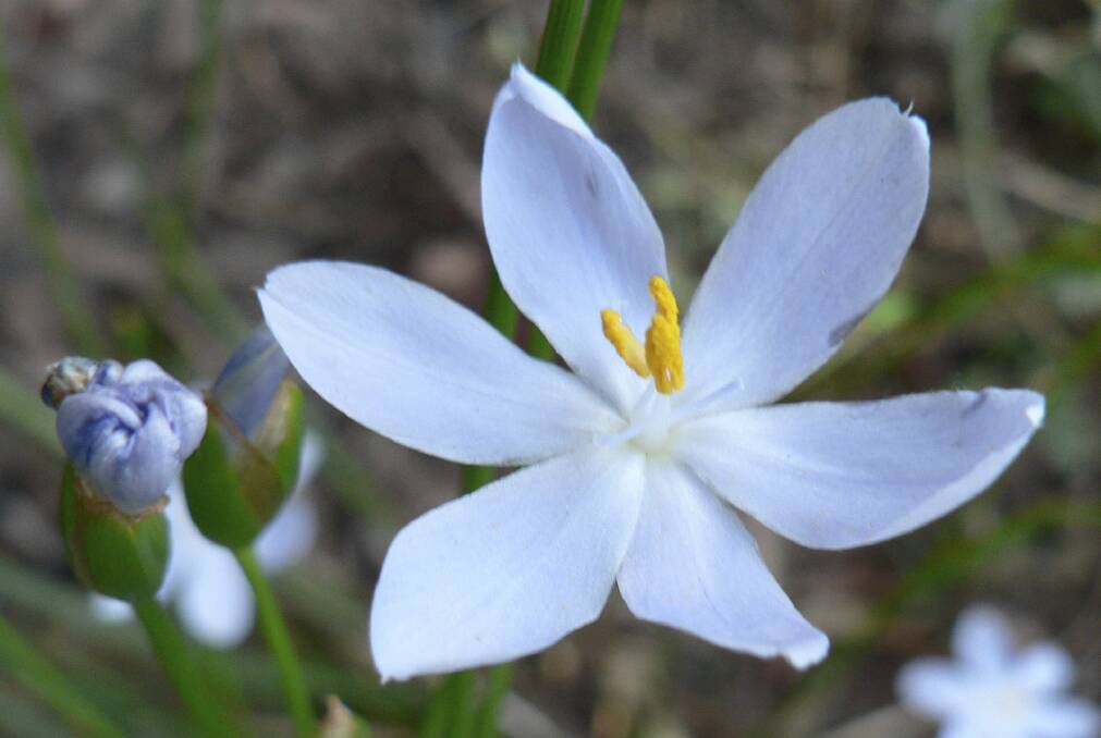 Orthkrosanthus multiflorus is a frost-hardy, drought-tolerant native iris.