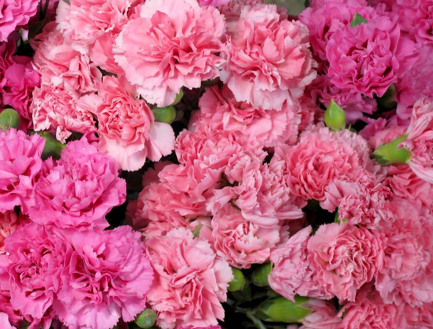  It's time to plant carnation seedlings in your ornamental garden.