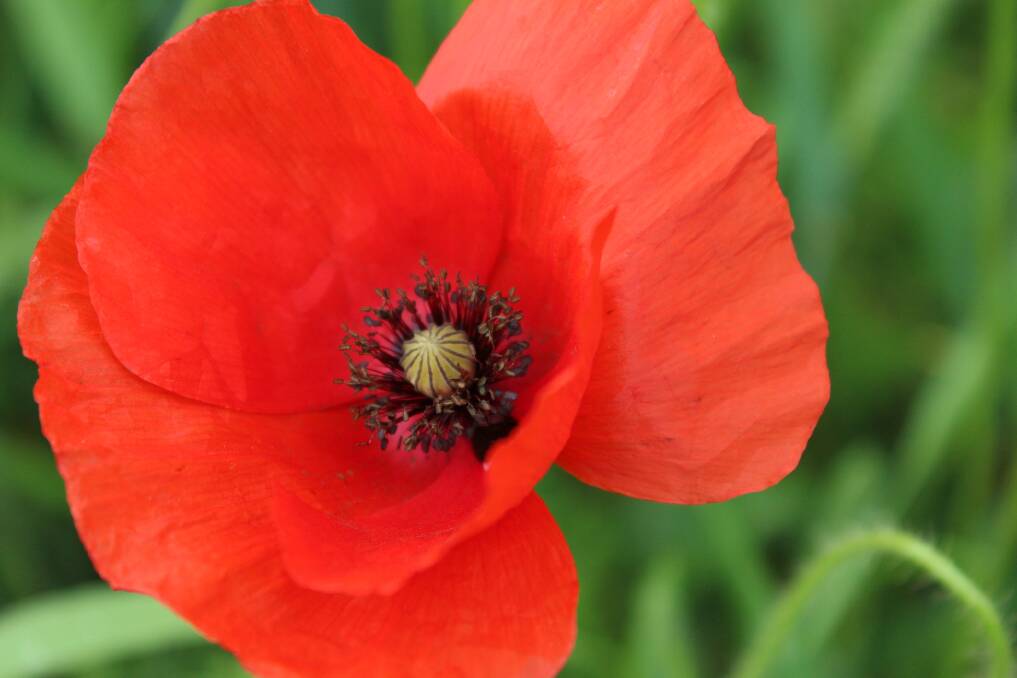 Flanders poppies grow easily from seed and are sown around Anzac Day.