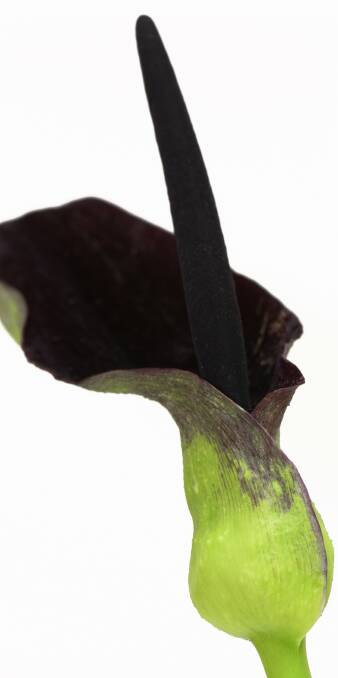 VELVET BEAUTY: The Arum palaestinum is part of the exotic arum family originating in the Mediterranean region and western Asia and includes British wild flowers.