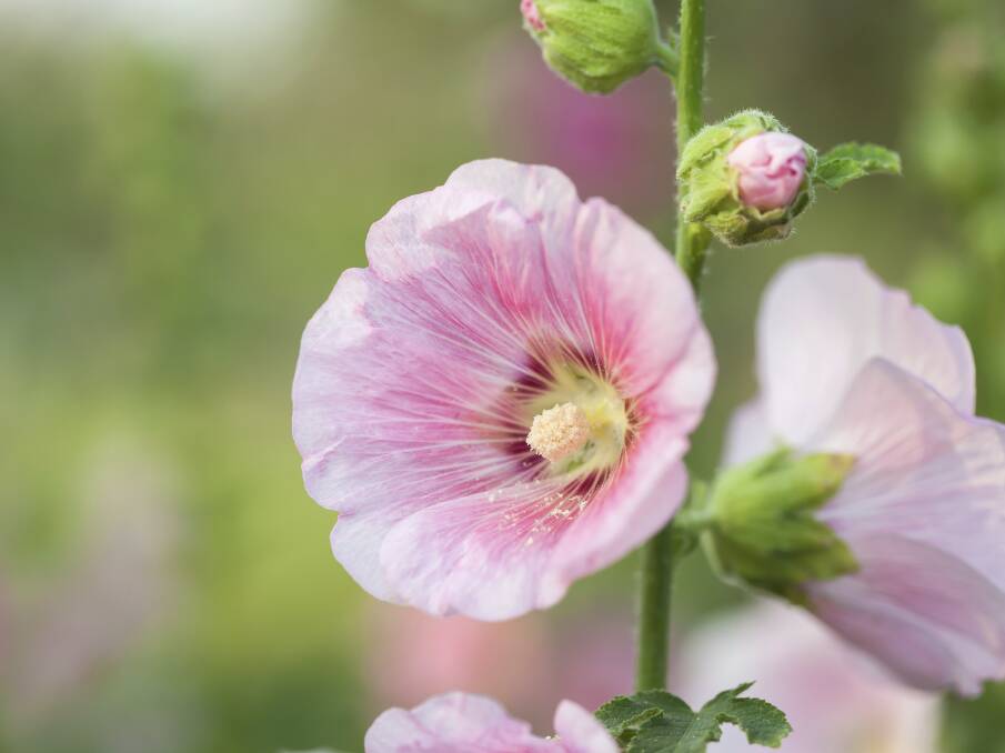 A member of the mallow family, the hollyhock is a native of China.