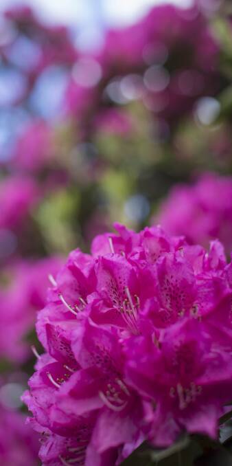 HOT COLOUR: Rhodendrons and azaleas are at their very best during the warmer months and love deep acid soil.