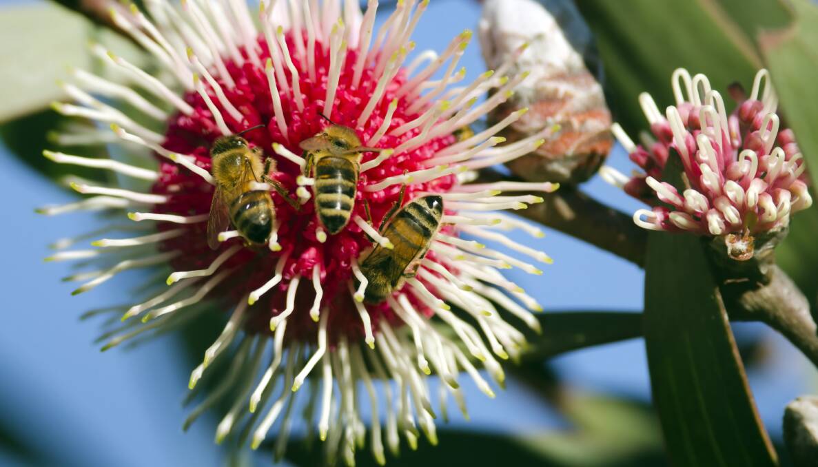 WINTER BLOOMS: The Hakea laurina is a valuable source of nectar for birds in the colder months.