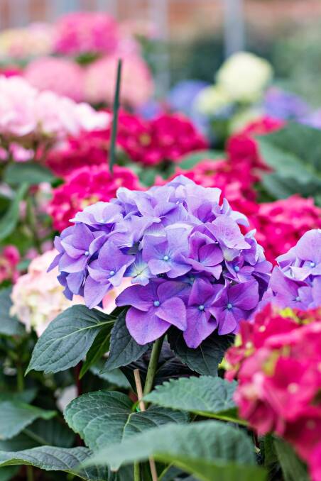 TLC: Now is the time to give your hydrangeas a thorough going over. They should be pruned to encourage lots of new growth and fed with a thick mulch. 