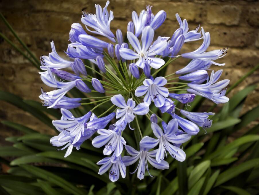The agapanthus grows in those difficult and shaded places, and will grow profusely. 