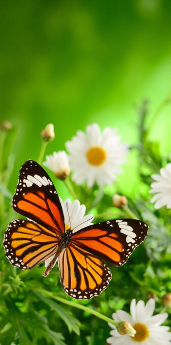 BUTTERFLY DREAMING: There are a range of beautiful plants and shrubs which will help attract butterflies to your garden throughout summer.