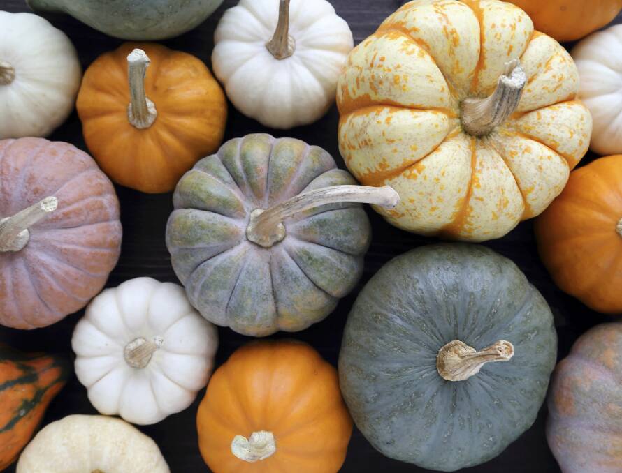 Pumpkins provide ground cover for veggie patches, keeping soil cool and moist.