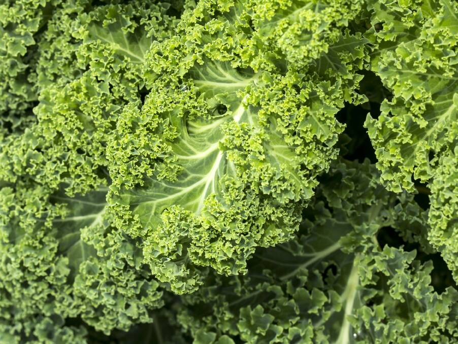 Kale is just one of the diverse brassica family. It can be cultivated all year round but shines as a winter green.