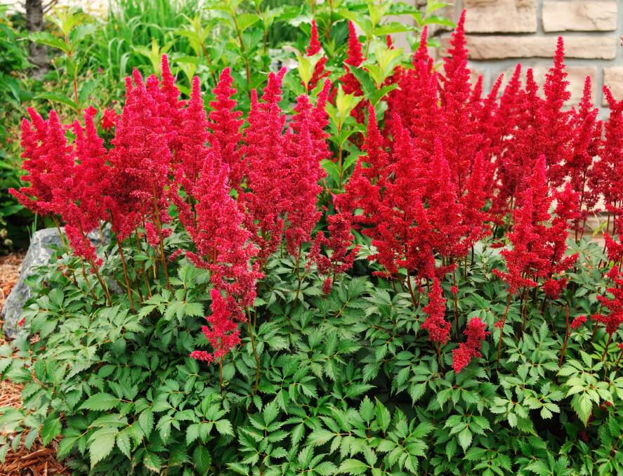 The gorgeous Astilbe prefers a cool, moist, lightly shaded  spot in the garden.