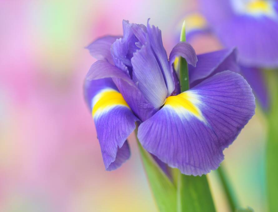 The best time to divide sun-loving irises is after flowering.