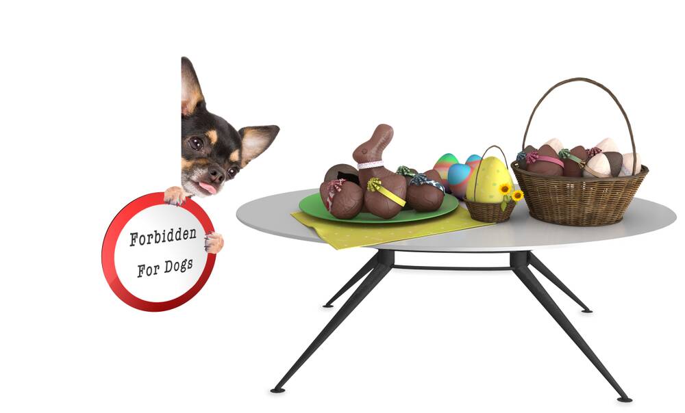 A NO NO: Chocolate can cause vomiting, seizures and even death in dogs.