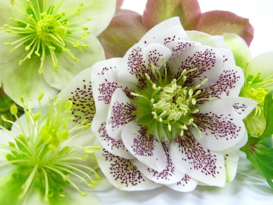 Hellebores or winter roses thrive in shady conditions and will brighten up even the darkest garden corner.