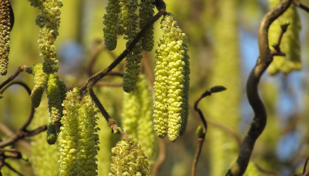 COLOURFUL CATKINS: There are many trees and shrubs, including the hazelnut tree, that produce playful catkins.