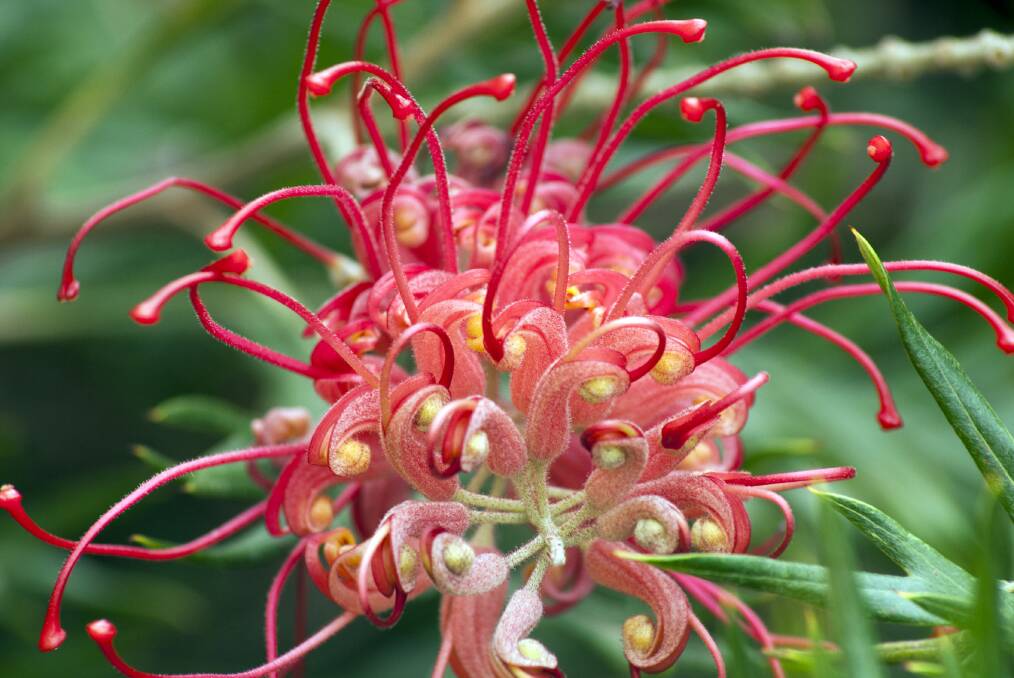 Natives like grevillea often bloom in the cooler months providing winter colour.