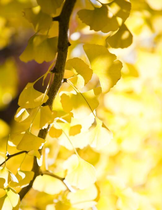 SHAPELY: The stunning maidenhair tree (gingko biloba) has beautifully shaped leaves which glow gold in autumn. However, the tree itself can grow very large indeed.
