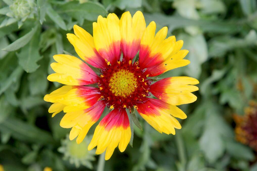 Gaillardias offers a vivid display of blooms which don't mind dry conditions.