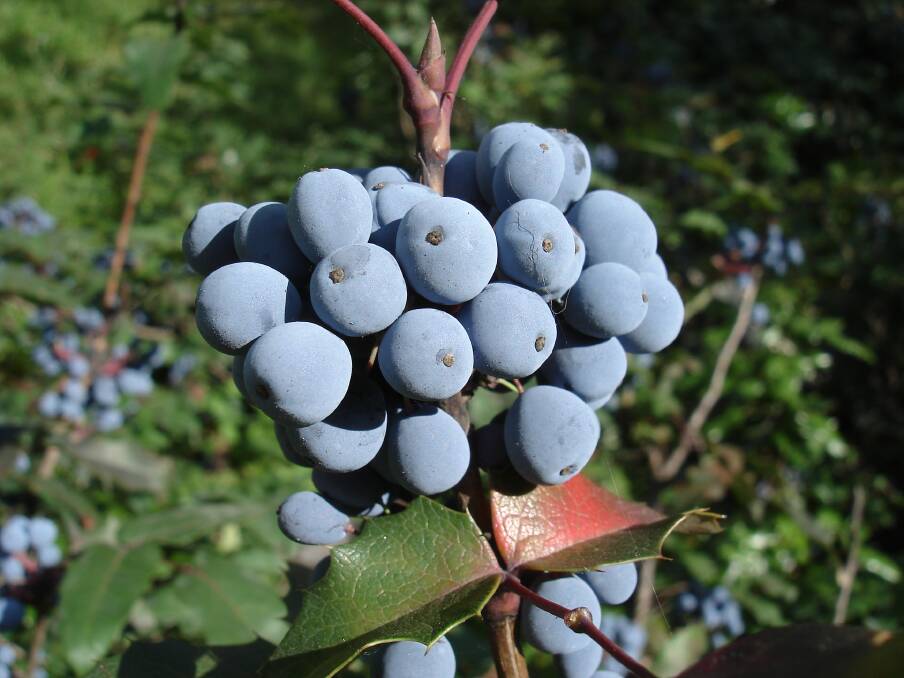 The stunning Oregon grape, has holly-like leaflets and attractive grape-like deep purple berries in winter.
