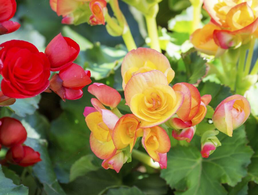 The many brilliant varieties of begonias remain unaffected by some of the more common diseases.