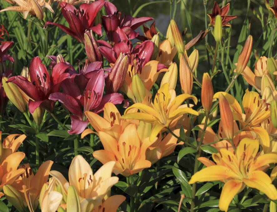 Liliums are easy to grow and will fill your garden with vivid colour.