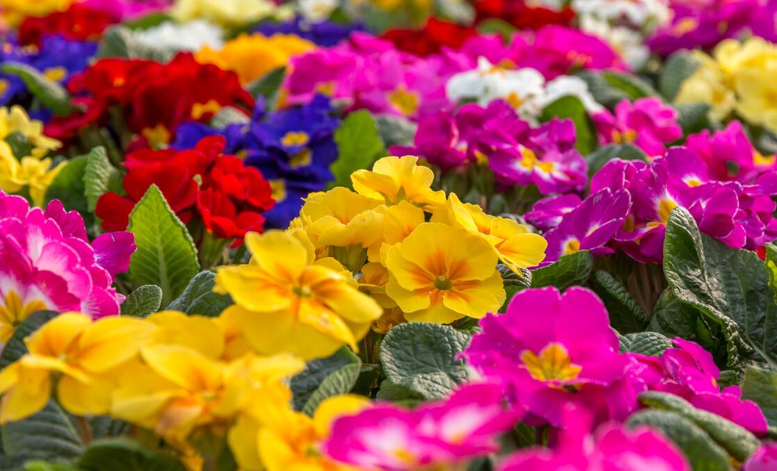 Sweet-smelling primroses are perfect for the summer garden especially with their vivid colours.