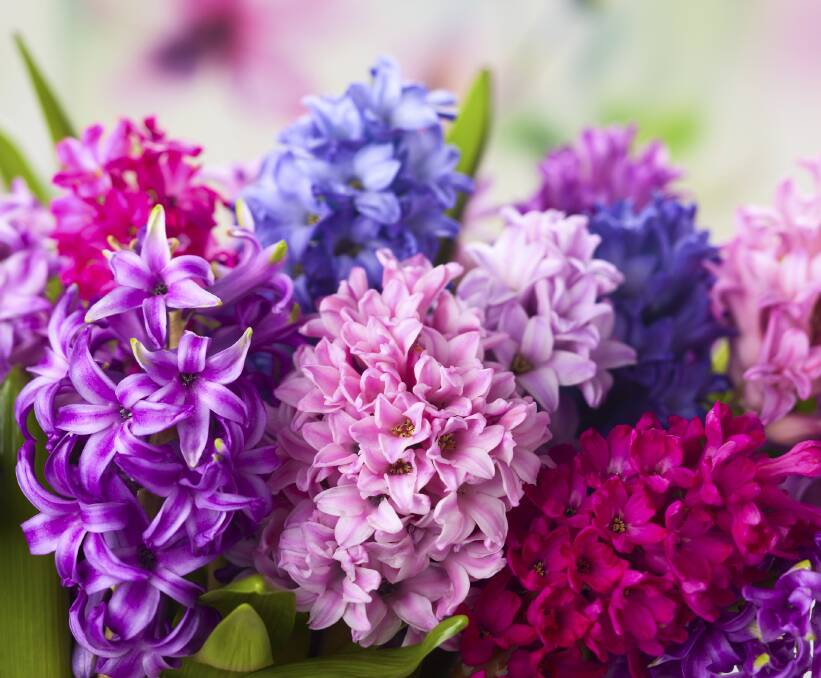 If hyacinth bulbs are in the ground for a few years, plant them 50 per cent deeper.