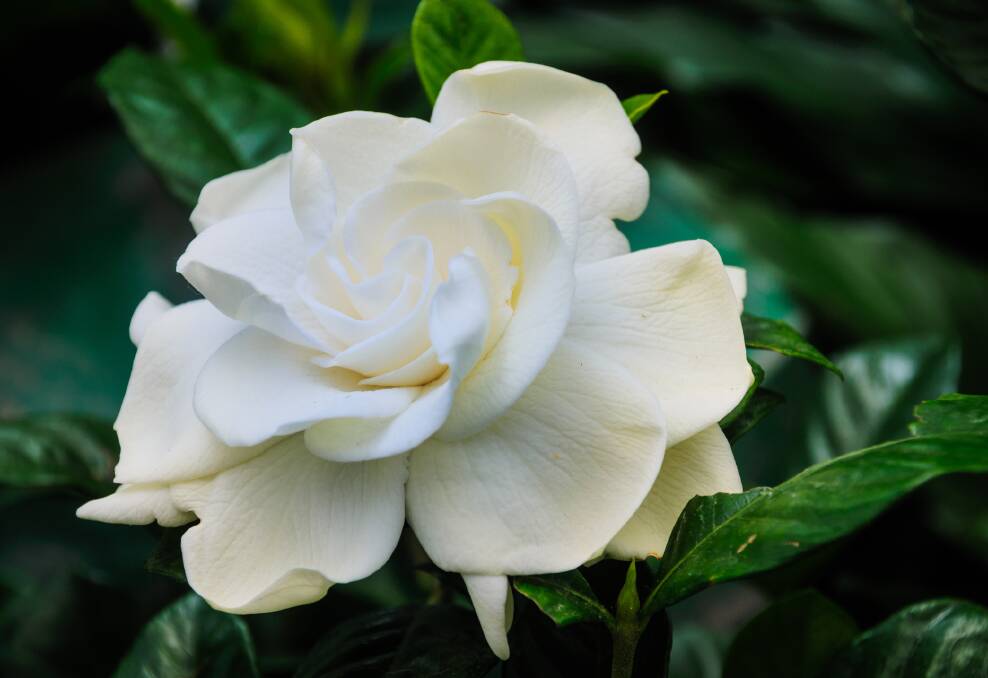 Gardenia is a bloom which will fill your garden with heady fragrance.