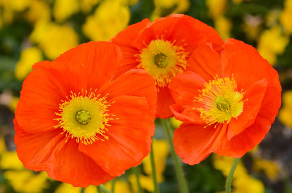 The seedlings of Iceland poppies along with lupins and violas can be planted now.