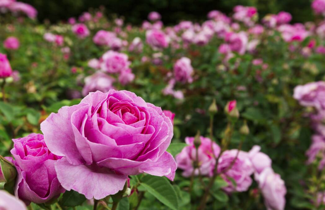 If your plan includes planting winter roses, now is the time to prepare the ground.