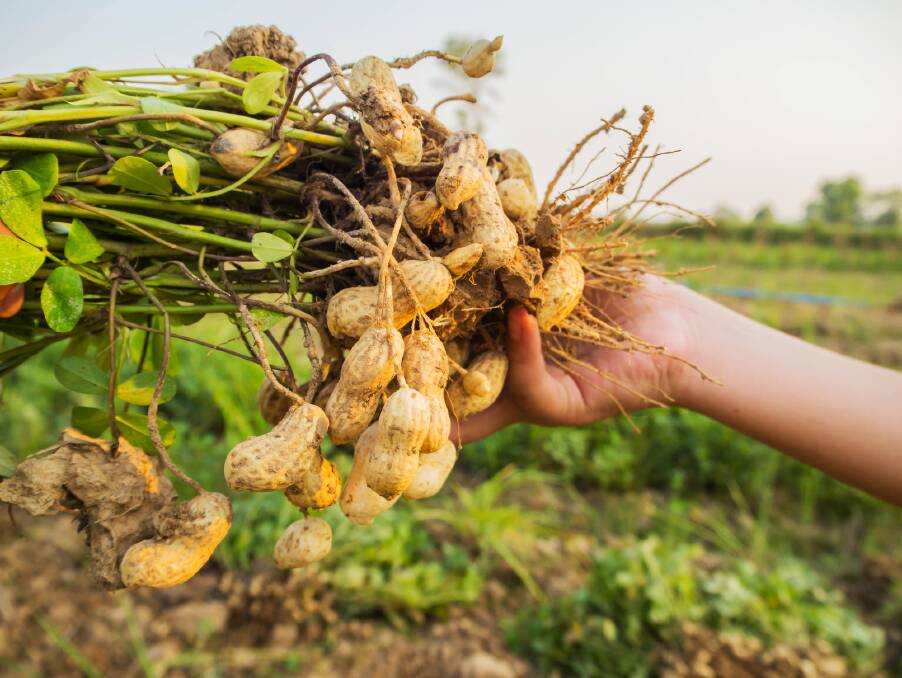 Peanuts belong to the legume family which are prized for their nitrogen-fixing properties.