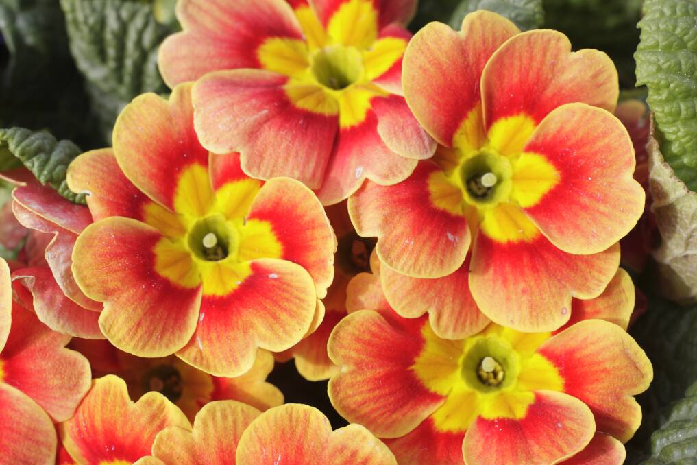 It's time to plant seedlings like polyanthus, but choose carefully and make sure they are strong and healthy.