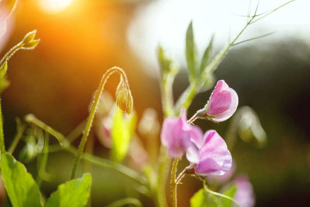 To ensure you have a lovely crop of sweet peas in spring, they should be planted now.