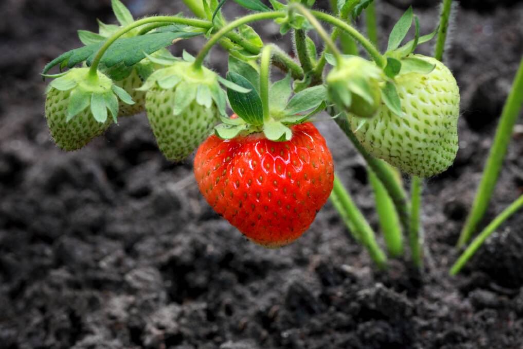 Strawberries have a lifespan of about three years, after which it's best to replace them.