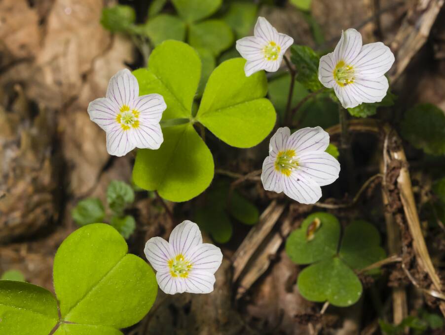 Not all types of oxalis will create issues in your garden. Some are an attractive addition.