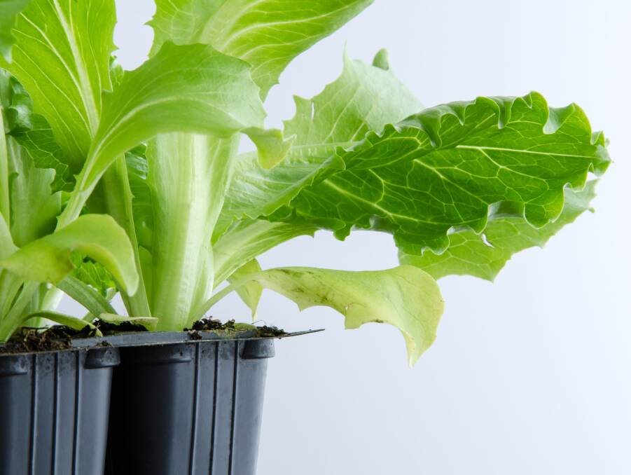 Have lettuce for summer salad every day at your fingertips. They can be grown in pots on windowsills.