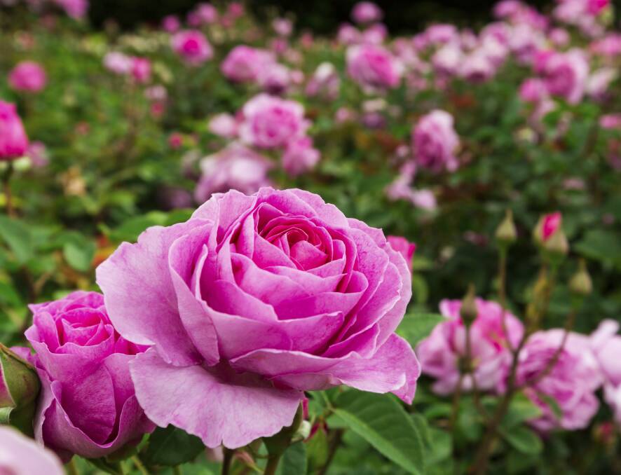 Pruning roses in late winter reduces the chances of frost burn.