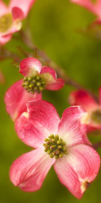 DECORATIVE DOGWOOD: The stunning dogwood species comes in a wide range of varieties and colours - from ground cover to trees.