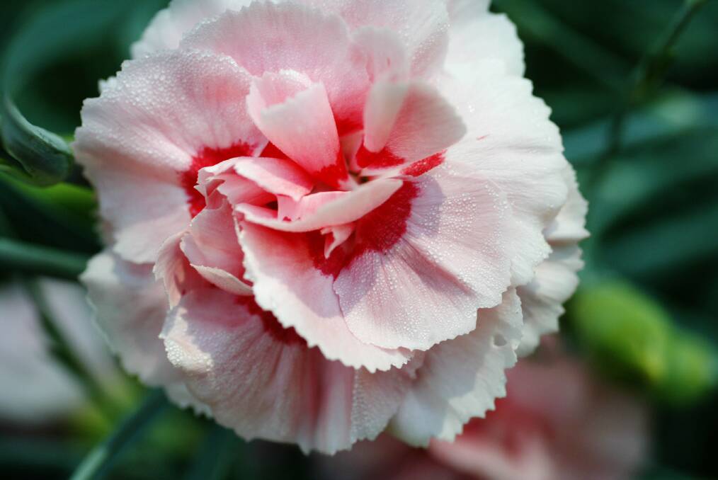 HERITAGE: The gorgeous carnation, with its incredible diversity, is one of the oldest and most beloved cultivated plants.